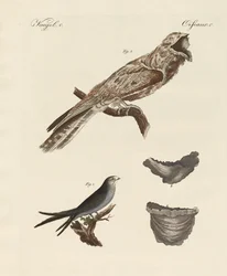 Konstiga fåglar (färgad gravyr)