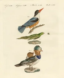 Konstiga fåglar (färgad gravyr)