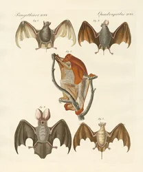 Konstig chiroptera