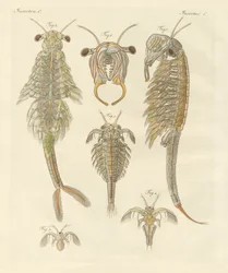 Konstiga kräftdjur (färgad gravyr)