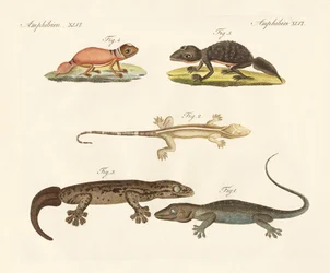 Konstiga dinosaurier (färgad gravyr)