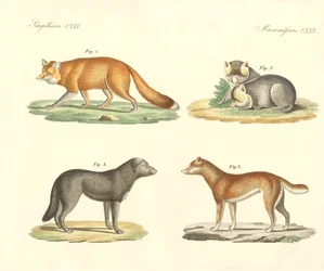 Konstiga hundar och rävar (färgad gravyr)