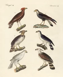 Konstiga örnar (färgad gravyr)