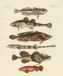 Konstig fisk (färgad gravyr)