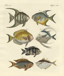 Konstig fisk (färgad gravyr)