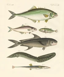 Konstig fisk (färgad gravyr)
