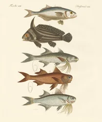 Konstig fisk (färgad gravyr)