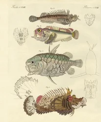 Konstig fisk (färgad gravyr)