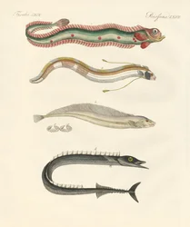 Konstig fisk (färgad gravyr)