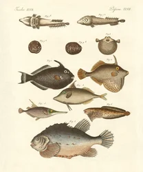 Konstig fisk (färgad gravyr)