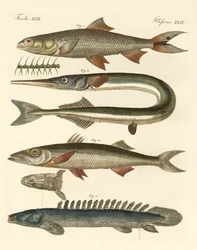 Konstig fisk (färgad gravyr)