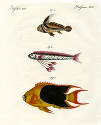 Konstig fisk