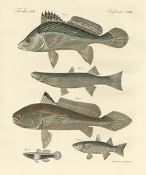Konstig fisk från Ganges (färgad gravyr)