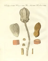 Konstiga fossiliseringar (färgad gravyr)