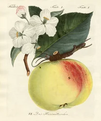 Konstiga frukter