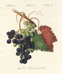 Konstiga frukter