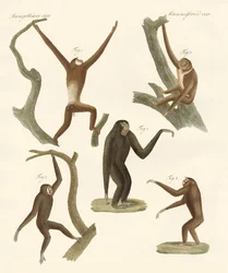 Konstiga gibbons