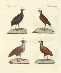 Konstiga hönsliknande birkar (färgad gravyr)