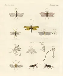 Konstiga insekter (färgad gravyr)