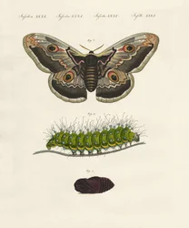 Konstiga insekter (färgad gravyr)