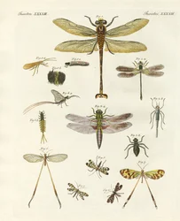 Konstiga insekter