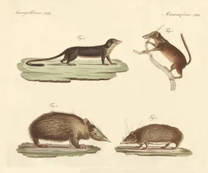 Konstiga däggdjur (färgad gravyr)