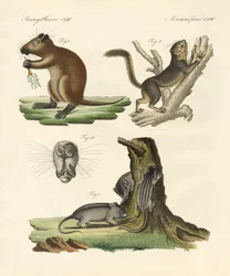 Konstiga däggdjur (färgad gravyr)