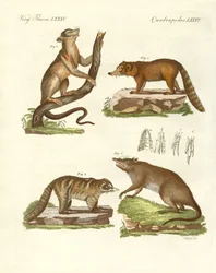 Konstiga däggdjur (färgad gravyr)