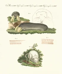 Konstiga däggdjur (färgad gravyr)