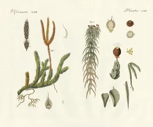 Konstiga mossor (färgad gravyr)