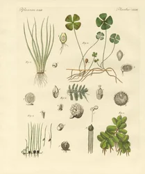 Konstiga växter (färgad gravyr)