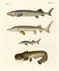 Konstig flodfisk