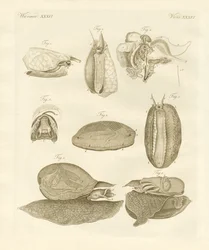 Konstiga havssniglar (färgad gravyr)