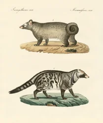 Konstiga skunks (färgad gravyr)