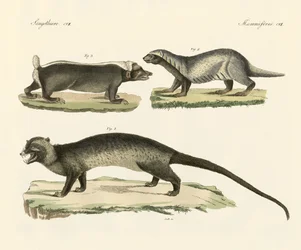 Konstiga skunks (färgad gravyr)