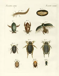 Strange swimming beetles (coloured engraving)