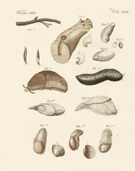 Konstiga maskar (färgad gravyr)