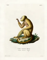 Halmfärgad Howler (färgad gravyr)
