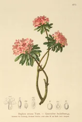 Strimig Daphne (Daphne striata)