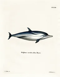 Randig delfin (färgad gravyr)