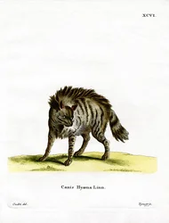 Randig hyena (färgad gravyr)