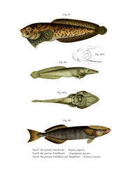 Randig havssnigel (färg litho)