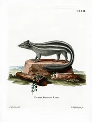 Randig Skunk (färgad gravyr)