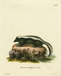 Randig Skunk (färgad gravyr)