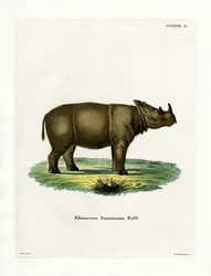Sumatrans noshörning (färgad gravyr)