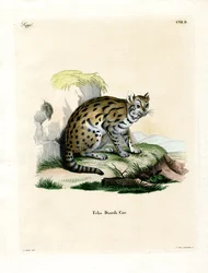Sunda Clouded Leopard (färgad gravyr)