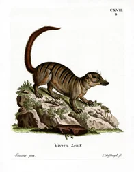 Surikate (färgad gravyr)