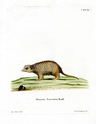 Surikate (färgad gravyr)