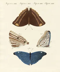 Surinam fjärilar