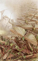 Swarm of Migratory Locusts, tallrik från Brehms Tierleben: Allgemeine Kunde des Tierreichs, vol.9, s.592, utgiven av Bibliographic Institute, 1892